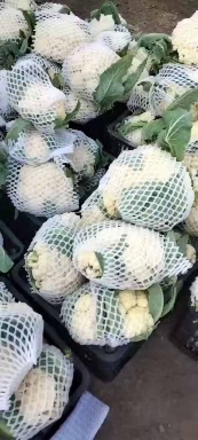 花菜已大量销售中，实花和散花等有机品种都有，欢迎前来采购