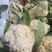 花菜已大量销售中，实花和散花等有机品种都有，欢迎前来采购