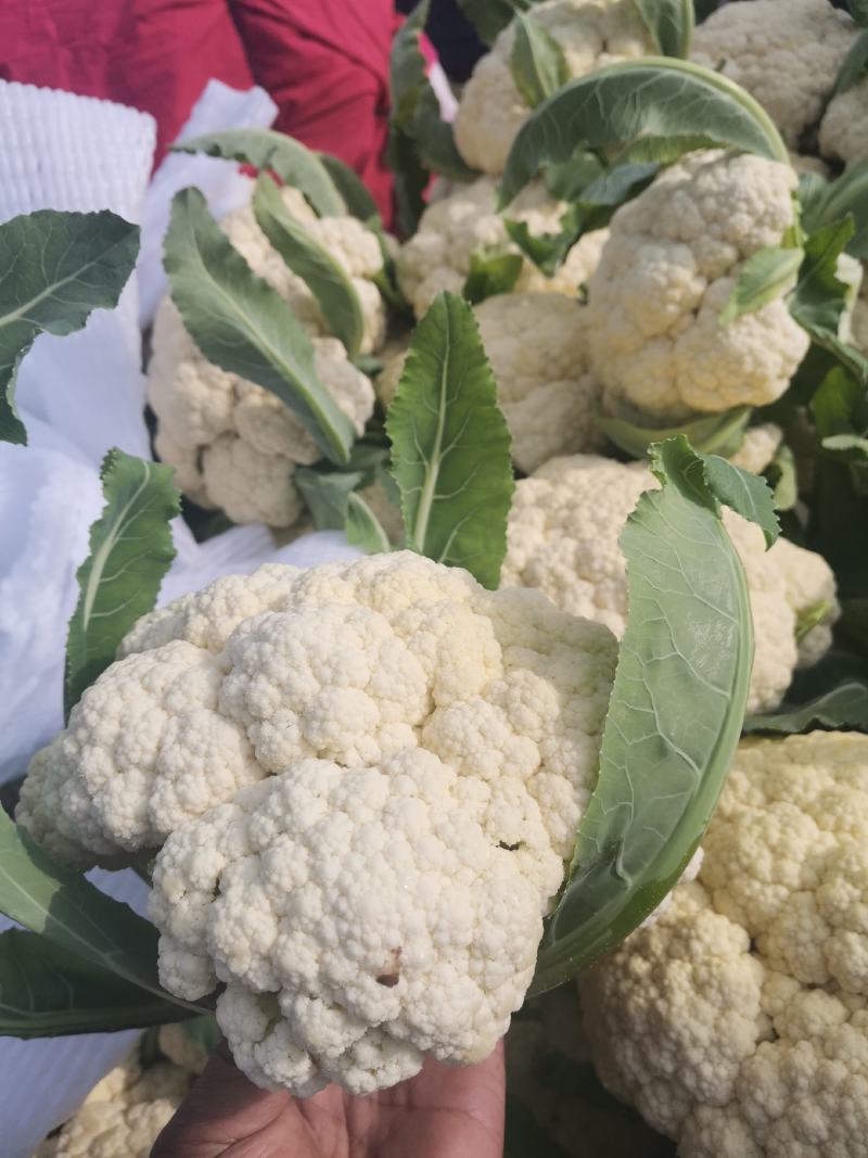花菜已大量销售中，实花和散花等有机品种都有，欢迎前来采购