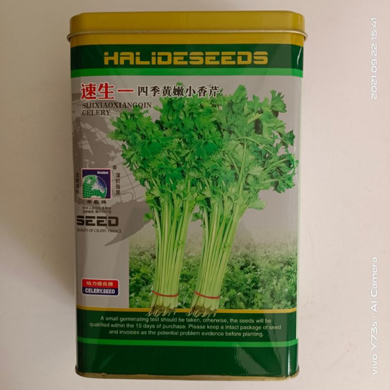 小香芹种子，文图拉四季小芹菜种子四季播种芹菜种子