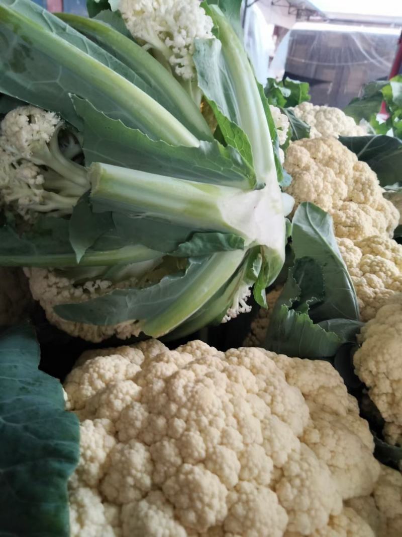 花菜已大量销售中，实花和散花等有机品种都有，欢迎前来采购