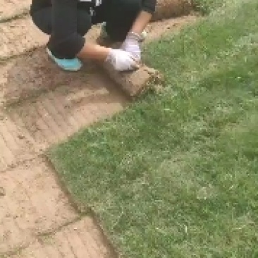 草坪，百慕大草坪，果岭草，马尼拉草坪，质量保证正品发货