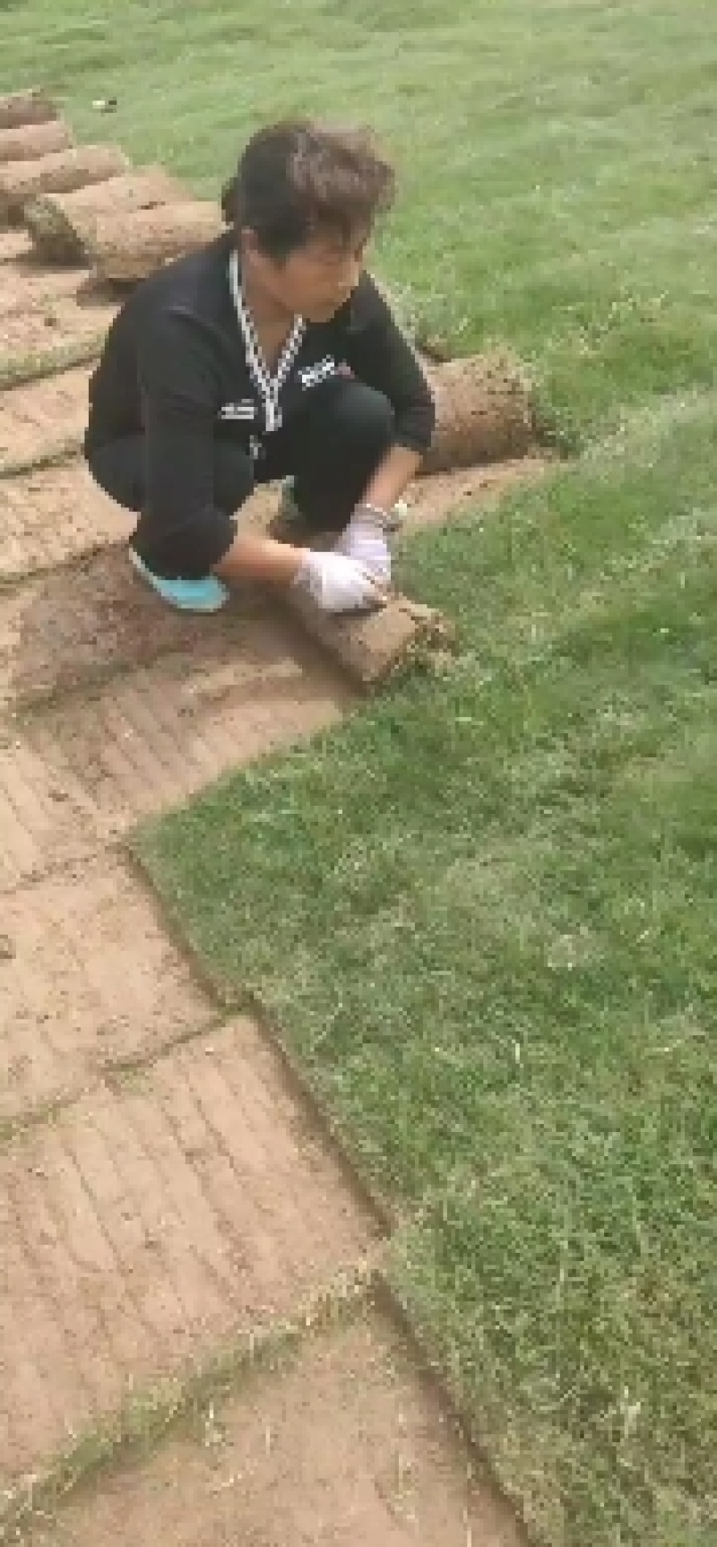 草坪，百慕大草坪，果岭草，马尼拉草坪，质量保证正品发货