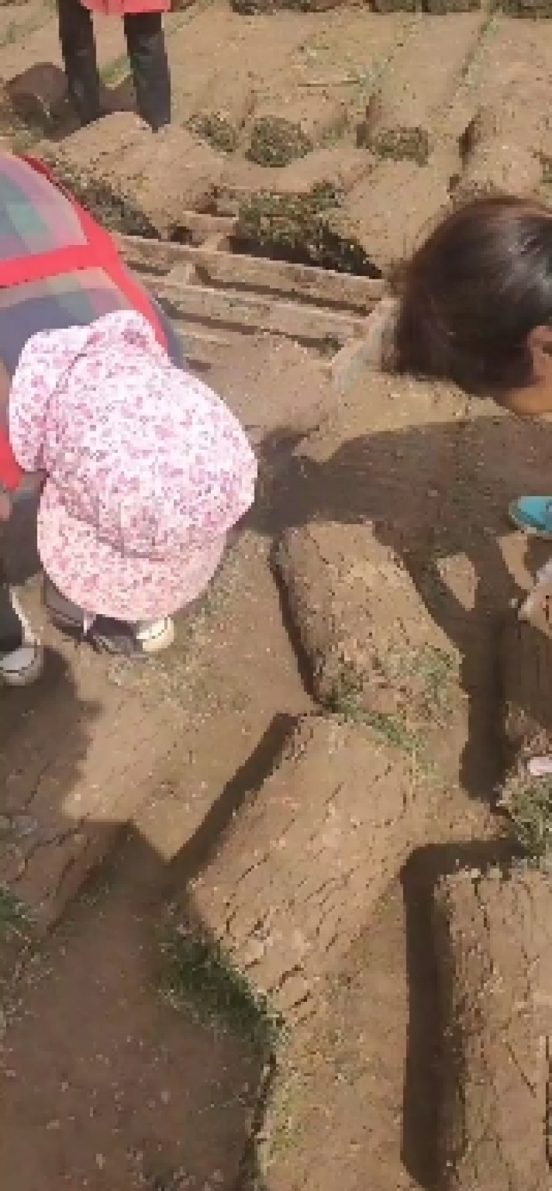 草坪，百慕大草坪，果岭草，马尼拉草坪，质量保证正品发货