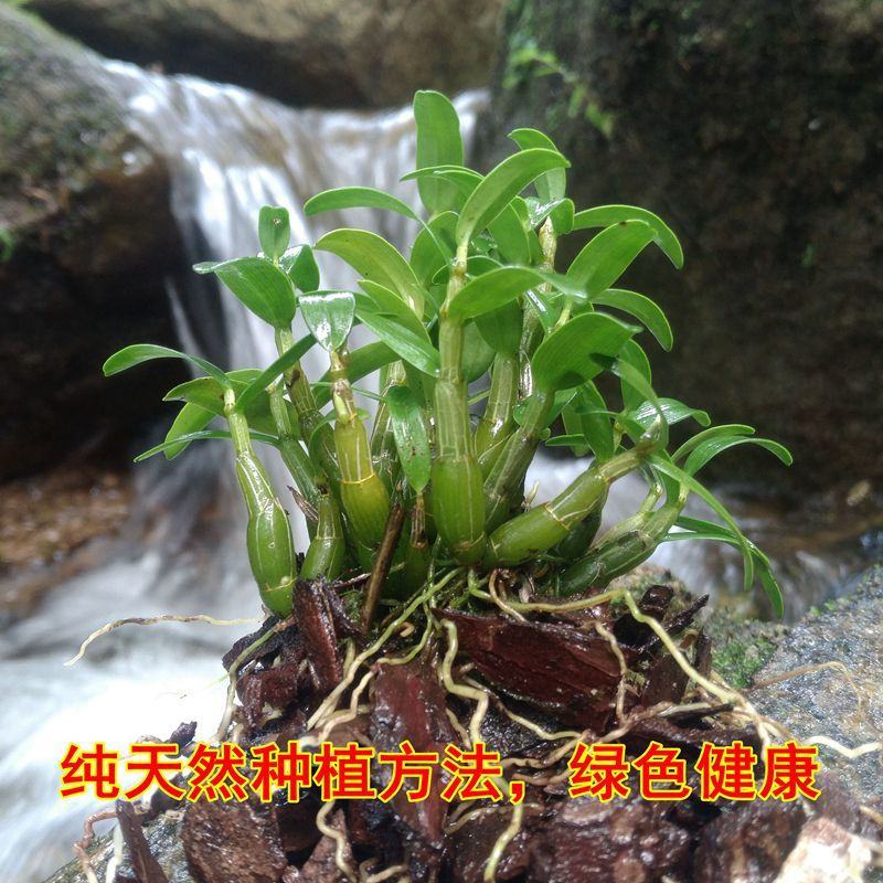 霍山米斛苗100%正宗原产地直发霍山石斛苗量大优请来电咨