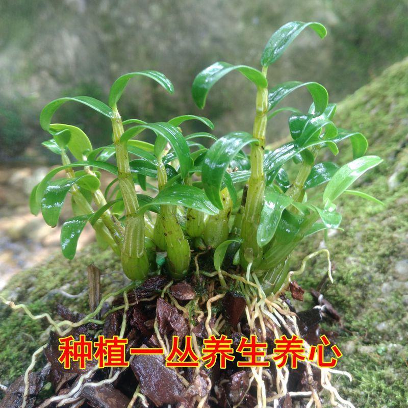 霍山米斛苗100%正宗原产地直发霍山石斛苗量大优请来电咨