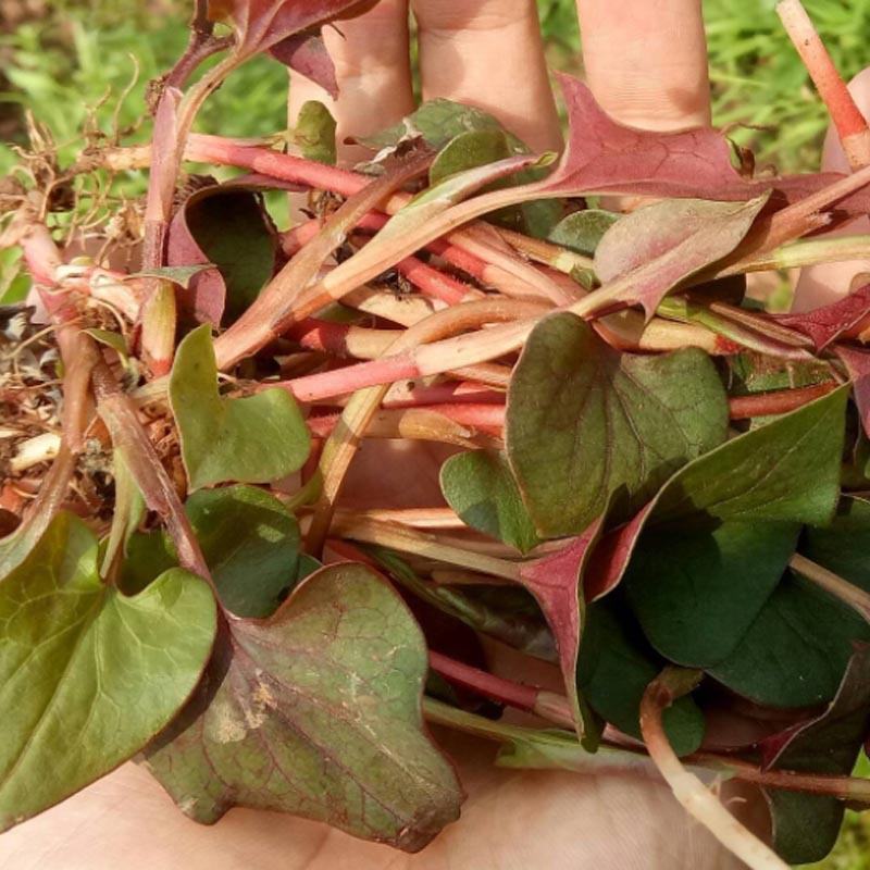 鱼腥草种苗折耳根根茎繁殖折耳根种侧耳根种籽