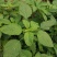 野苋菜种子野汉菜种籽银银菜银青菜种籽四季