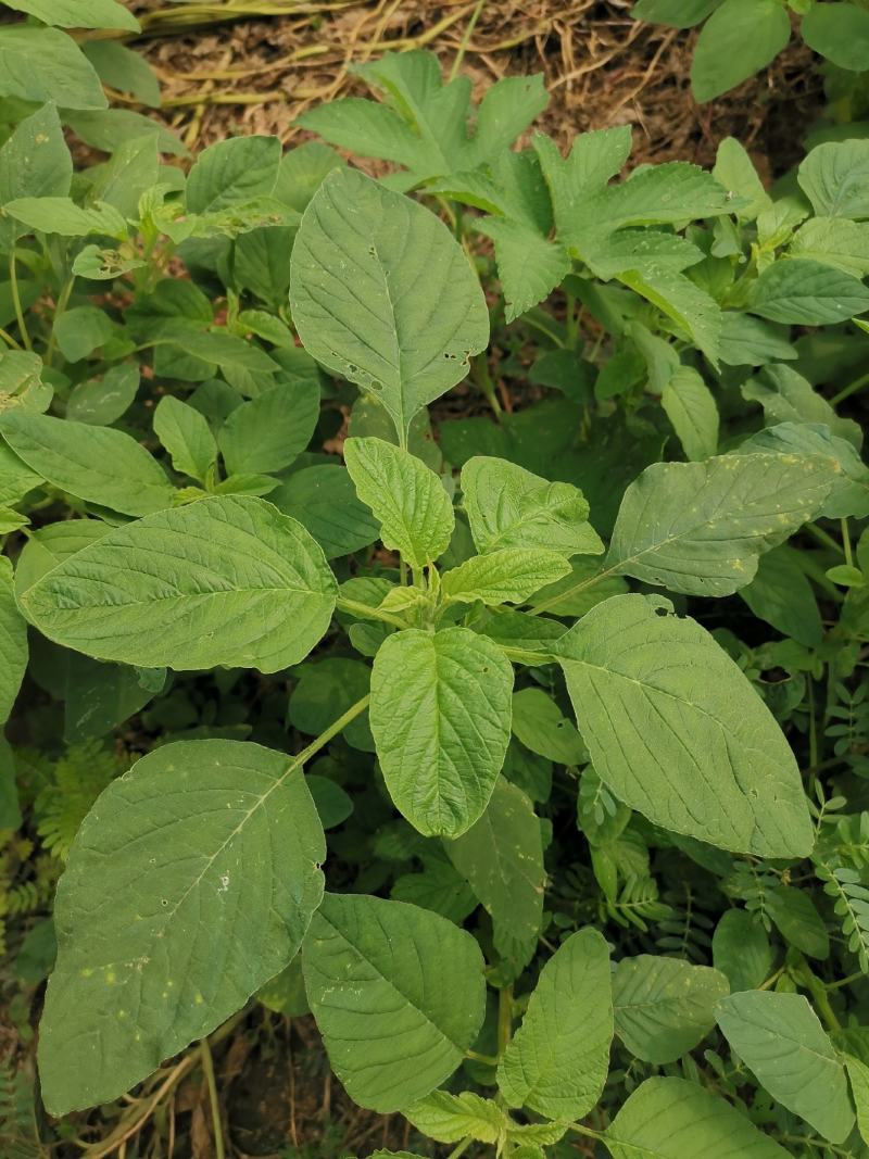 野苋菜种子野汉菜种籽银银菜银青菜种籽四季