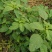 野苋菜种子野汉菜种籽银银菜银青菜种籽四季