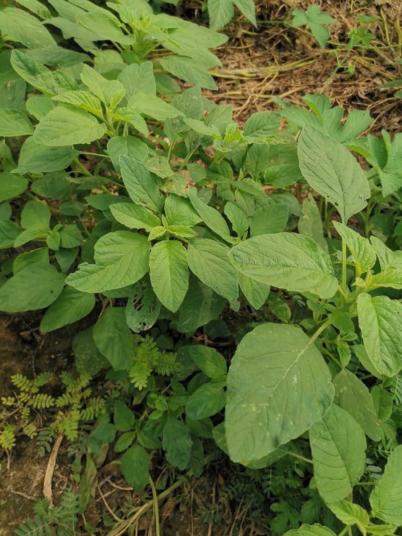 野苋菜种子野汉菜种籽银银菜银青菜种籽四季