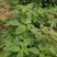野苋菜种子野汉菜种籽银银菜银青菜种籽四季