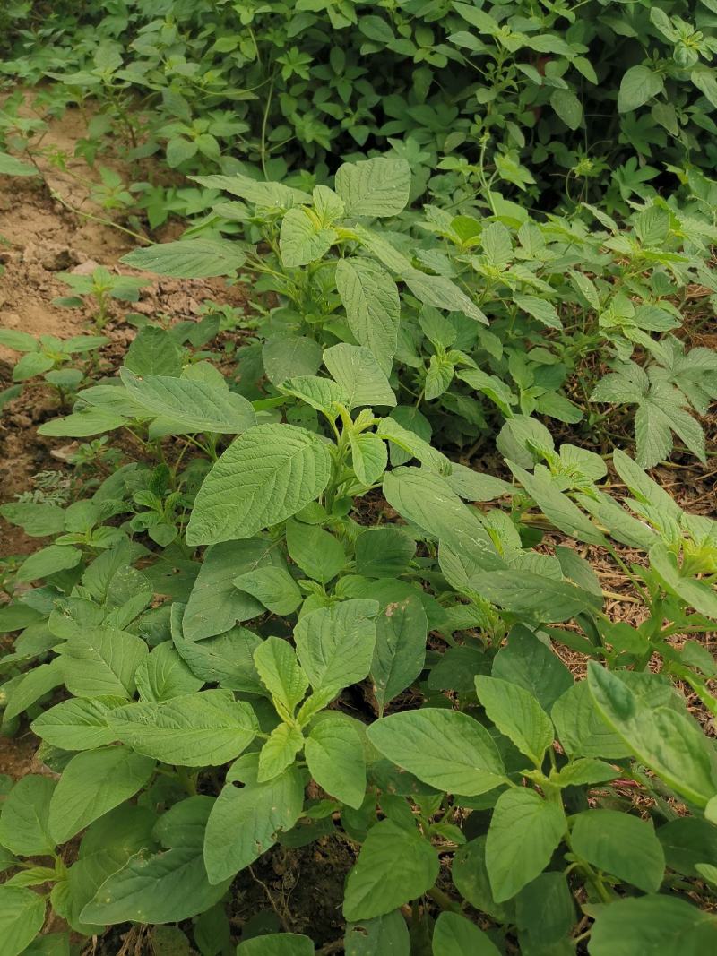 野苋菜种子野汉菜种籽银银菜银青菜种籽四季