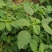 野苋菜种子野汉菜种籽银银菜银青菜种籽四季