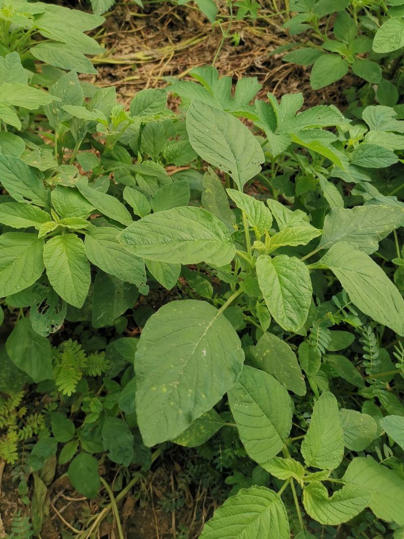 野苋菜种子野汉菜种籽银银菜银青菜种籽四季