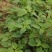 野苋菜种子野汉菜种籽银银菜银青菜种籽四季