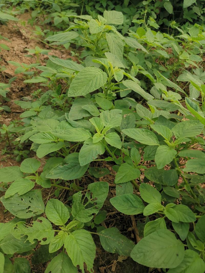 野苋菜种子野汉菜种籽银银菜银青菜种籽四季