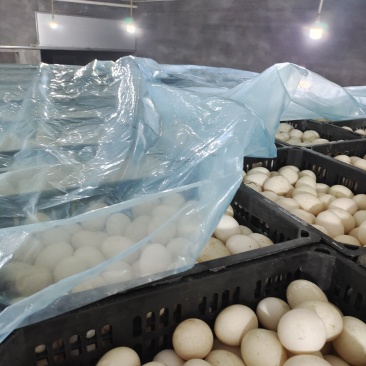 大量出售经文哑巴蛋各种蛋品，量大从优，价格美丽。寻长期合