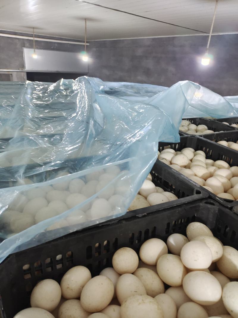 大量出售经文哑巴蛋各种蛋品，量大从优，价格美丽。寻长期合