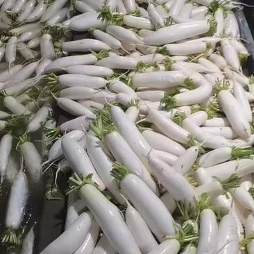 白萝卜湖北高山蔬菜白萝卜盛产基大量有货345标货产地直发