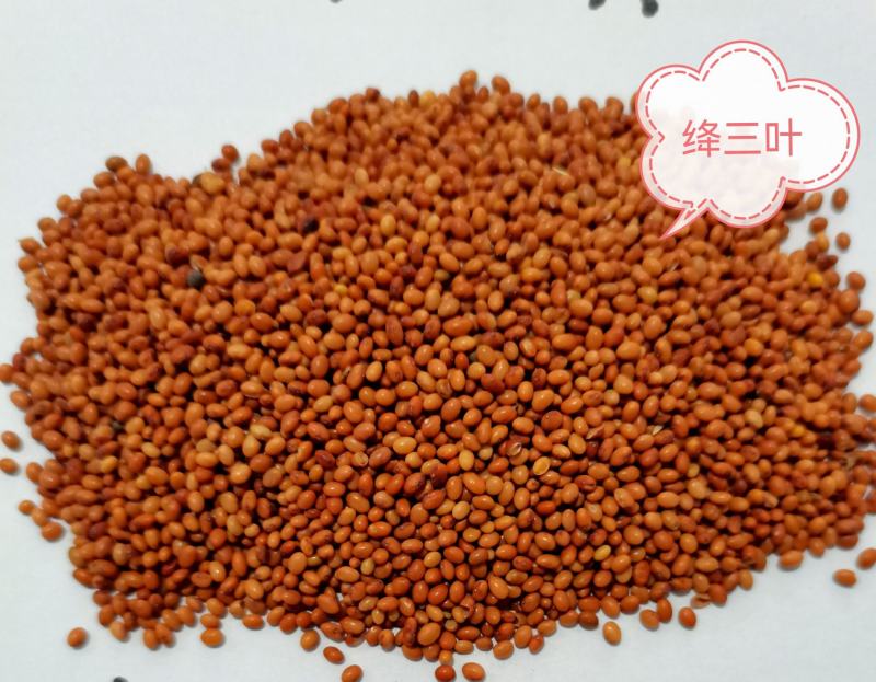 绛三叶种子，纯度可见，芽率有保证，郑州夏佳园艺有限公司直