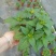 凤仙花基地直供140#一箱25盆装可单色可混色装
