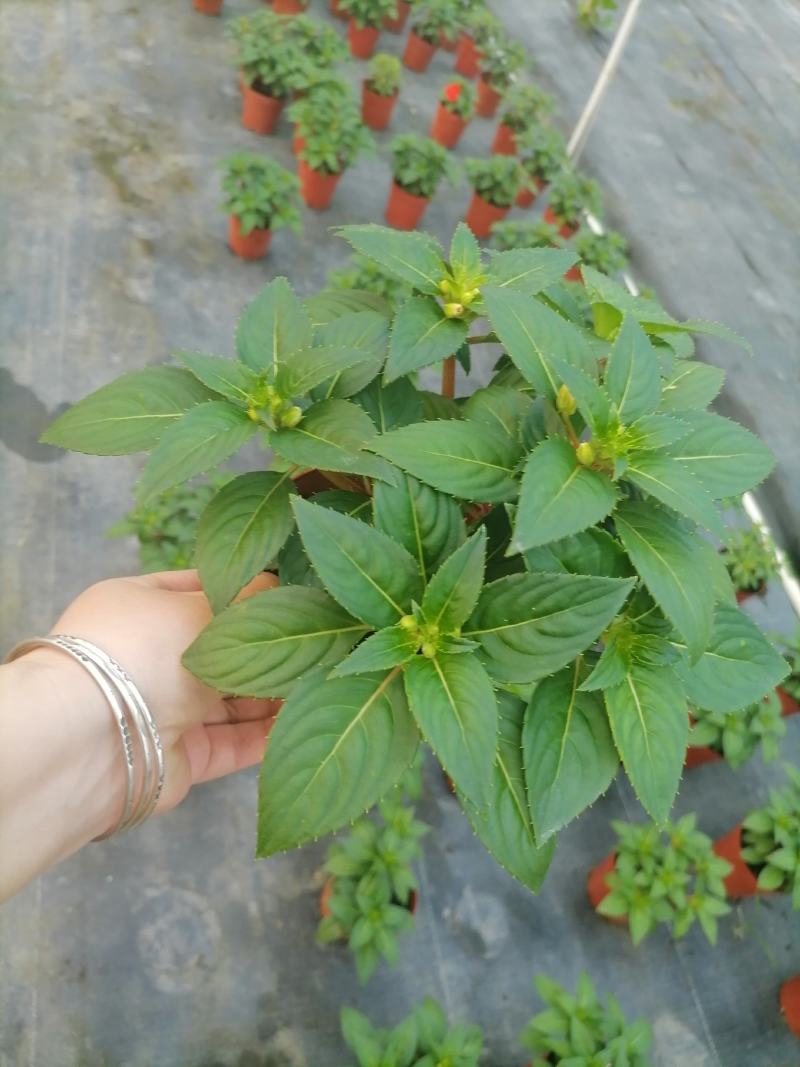 凤仙花基地直供140#一箱25盆装可单色可混色装