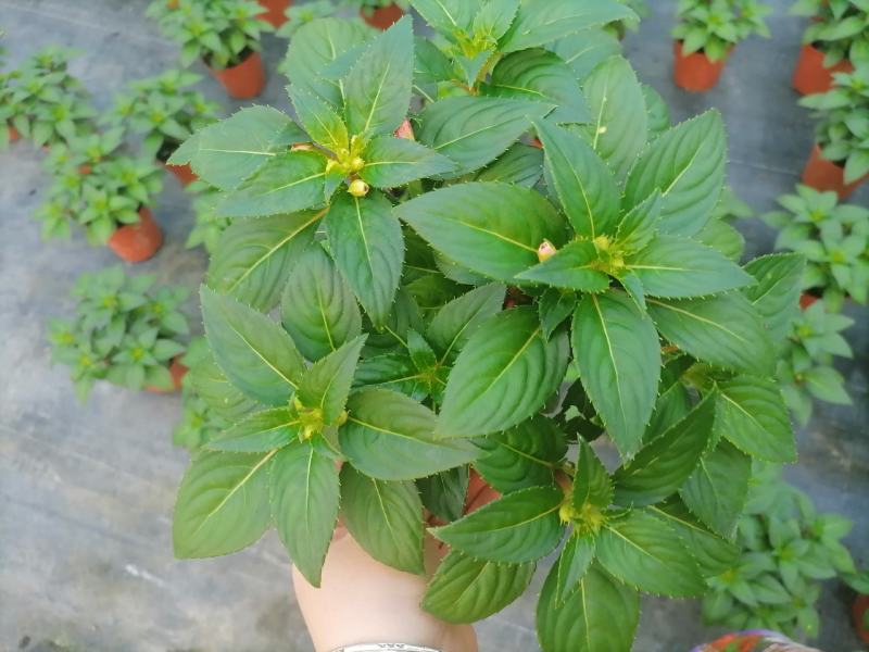 凤仙花基地直供140#一箱25盆装可单色可混色装