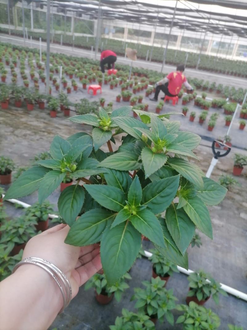 凤仙花基地直供140#一箱25盆装可单色可混色装