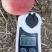金秋红蜜大量现货糖度特别高、现货江苏地区