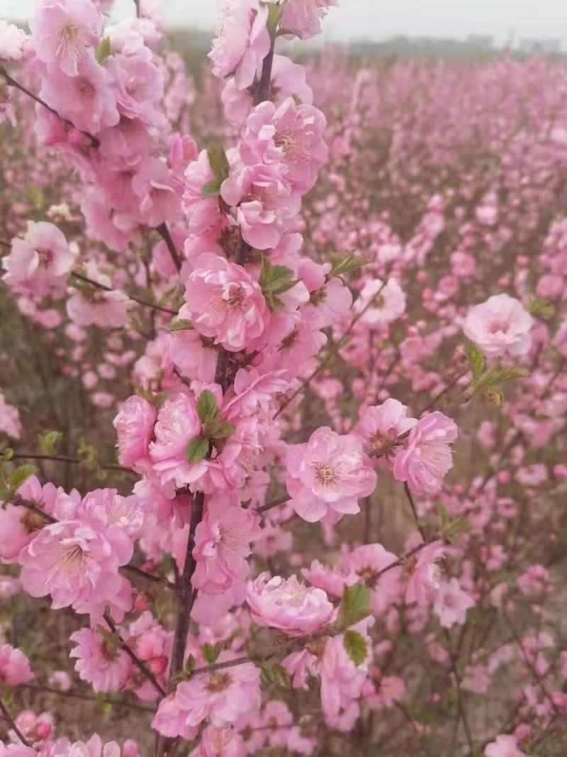 榆叶梅绿叶榆叶梅干枝插花庭院绿化小区绿化