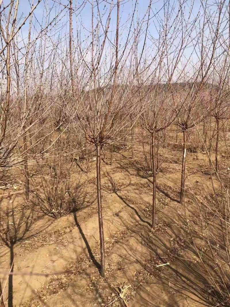 榆叶梅绿叶榆叶梅干枝插花庭院绿化小区绿化