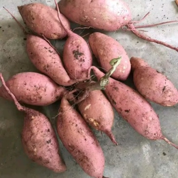 龙久红薯，口感甜，无虫，条形好。