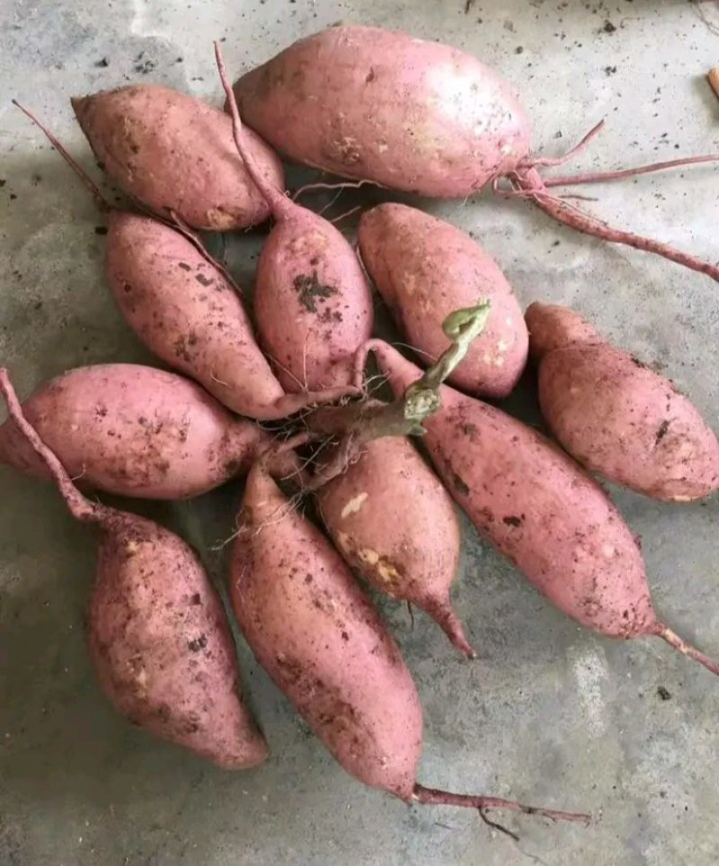 龙久红薯，口感甜，无虫，条形好。