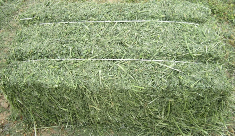 西班牙苜蓿草颗粒:适用于兔子牛羊马骆驼猪禽等等...