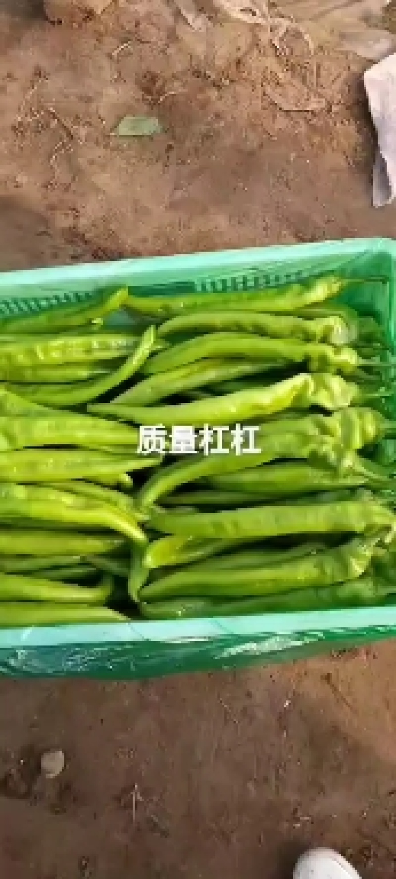 河北省石家庄新乐市大量尖椒，尖椒直，个头大。
