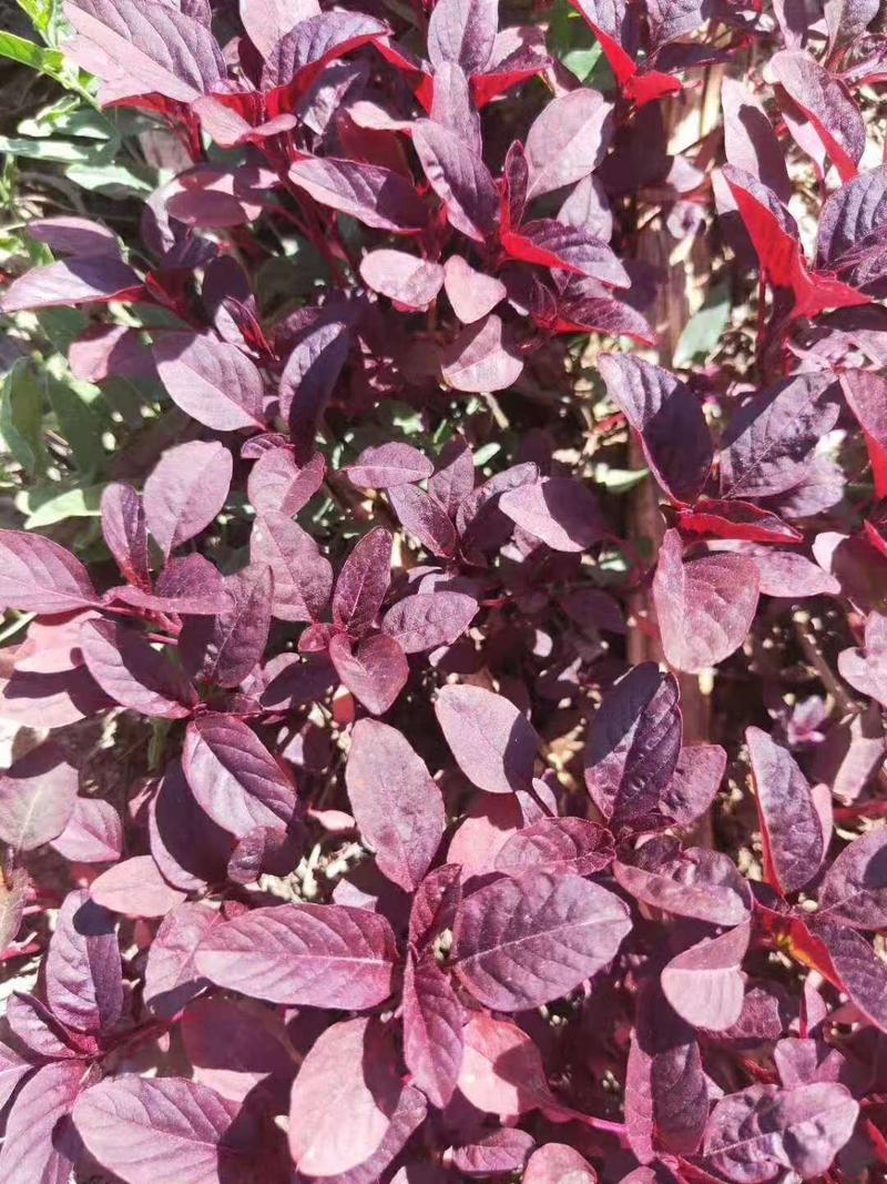 胭脂红苋菜种籽整体通红色野生种子特种四季种植