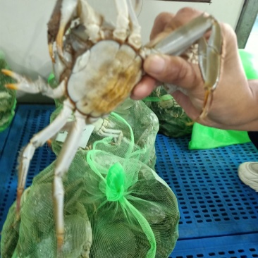 残母通货