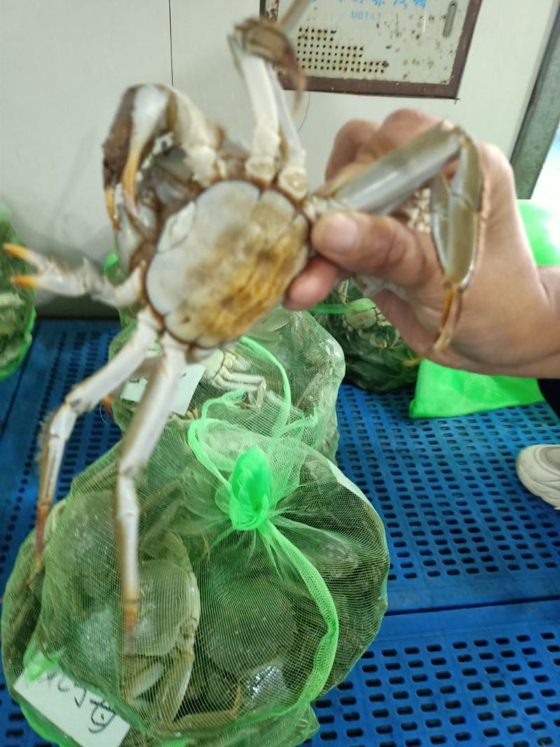 残母通货