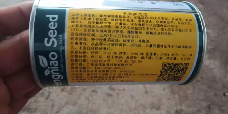 西兰花苗，穴盘西兰花苗。花球紧小米粒，不易变色