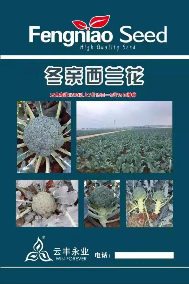 西兰花苗，穴盘西兰花苗。花球紧小米粒，不易变色