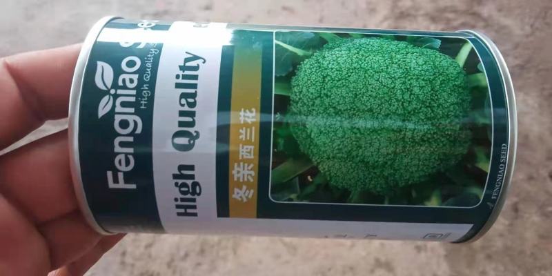 西兰花苗，穴盘西兰花苗。花球紧小米粒，不易变色