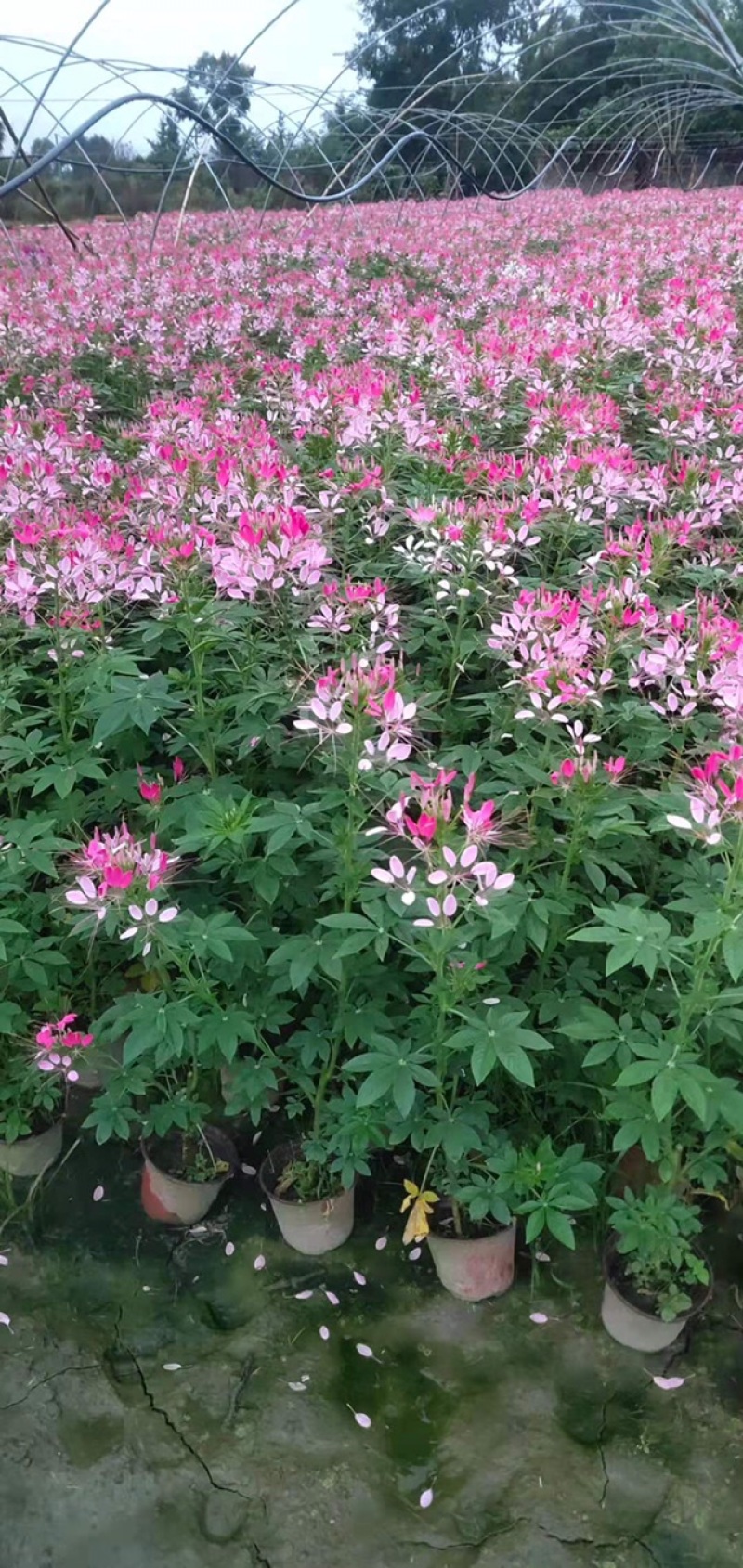自家苗圃供应醉蝶花基地直销一手货源视频看货