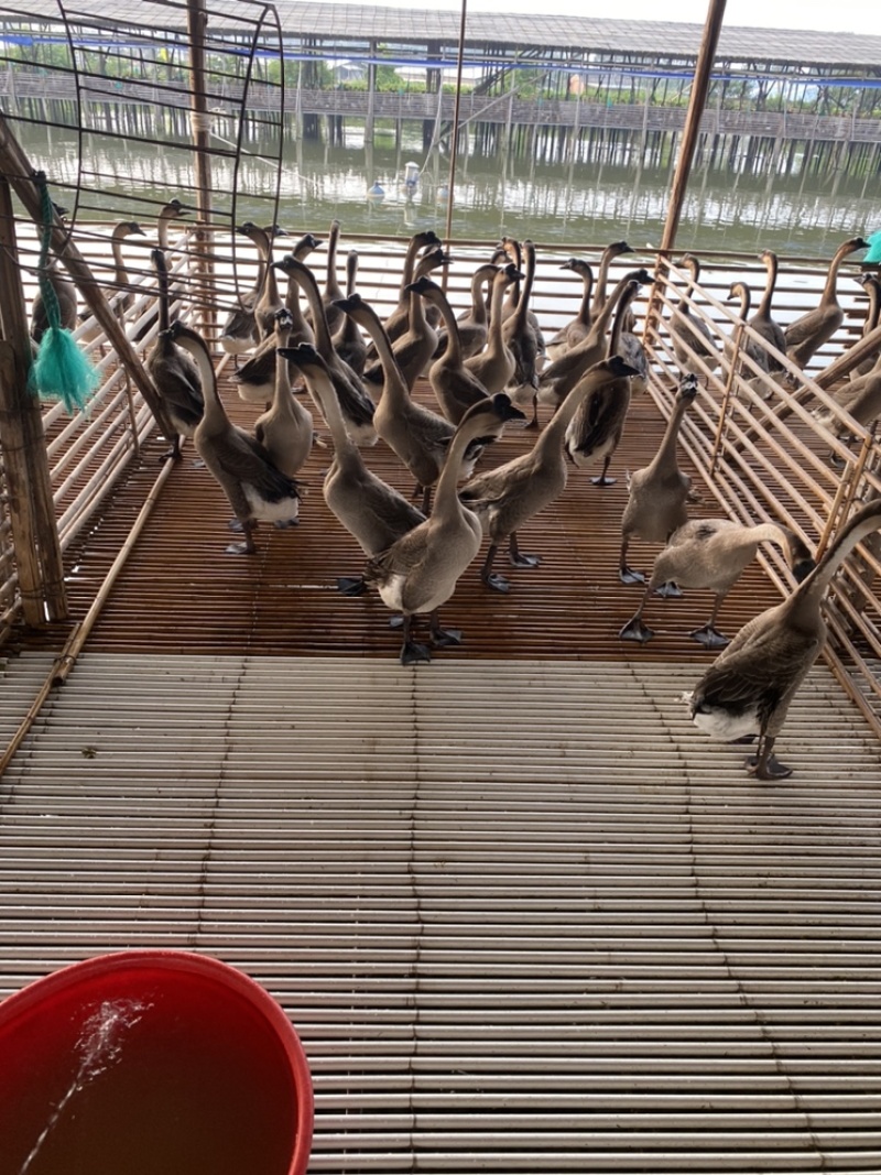 广东黑粽鹅