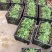 西兰花苗，穴盘西兰花苗。花球紧小米粒，不易变色