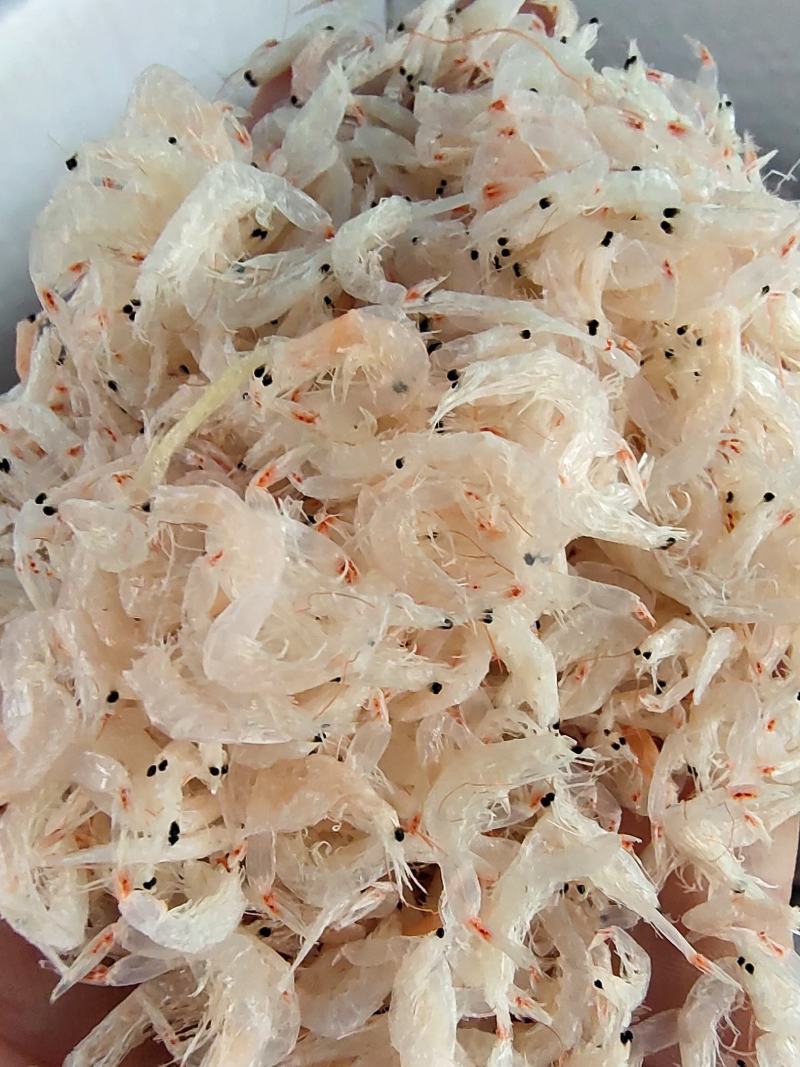 青岛淡干无盐虾皮