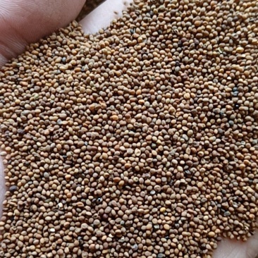 同奎中药材商行水洗菟丝子内蒙产地量大从优