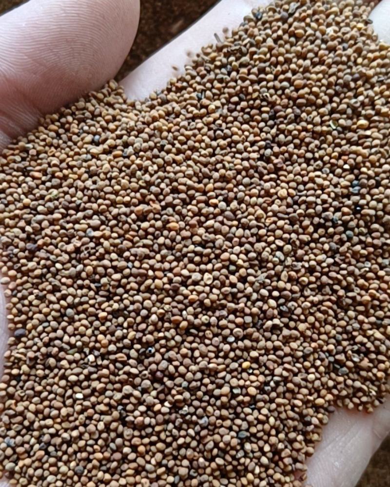 同奎中药材商行水洗菟丝子内蒙产地量大从优