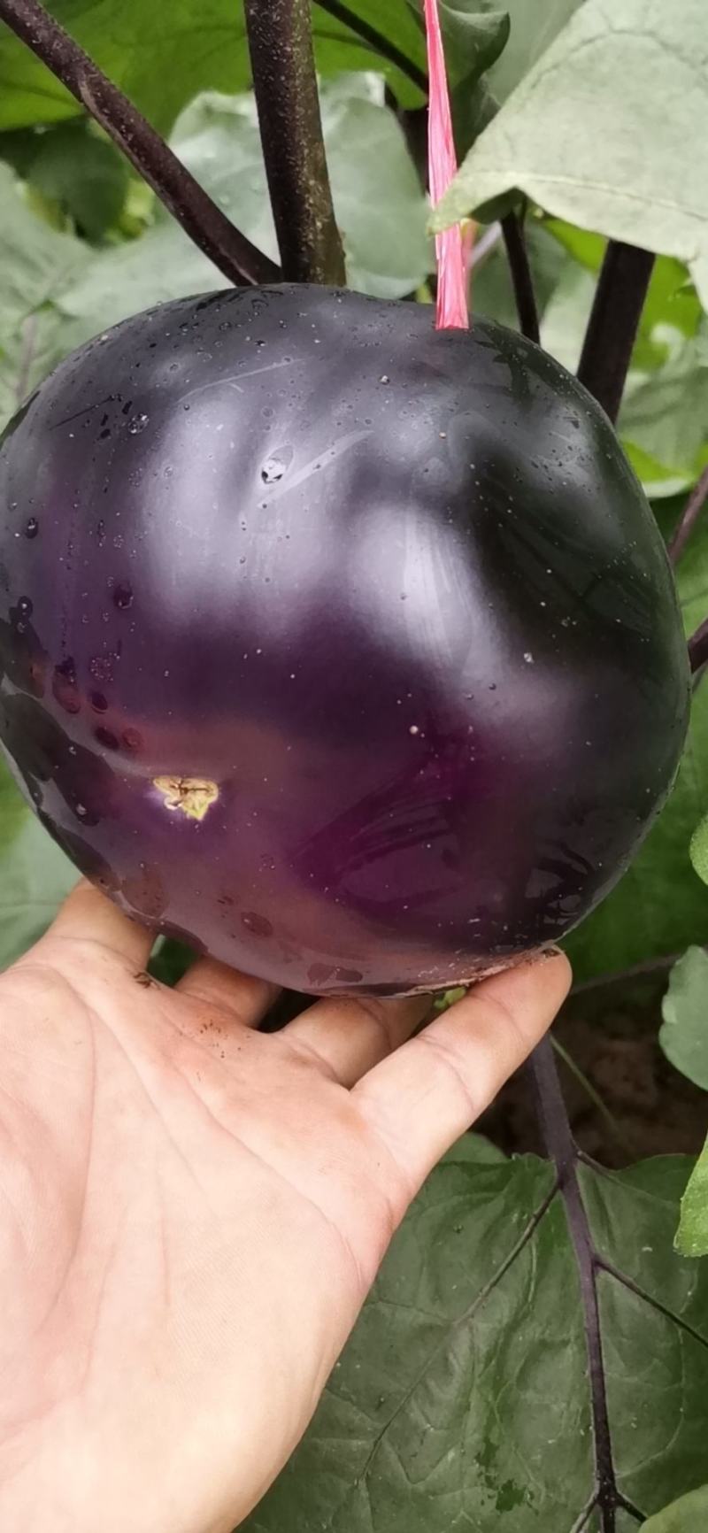 【茄子】河北饶阳冷棚圆茄大量上市.又黑又亮.物美价廉。