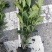 栀子花价格绿化工程苗木批发栀子花苗木报价成都栀子花